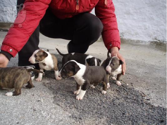 BULL TERRIER